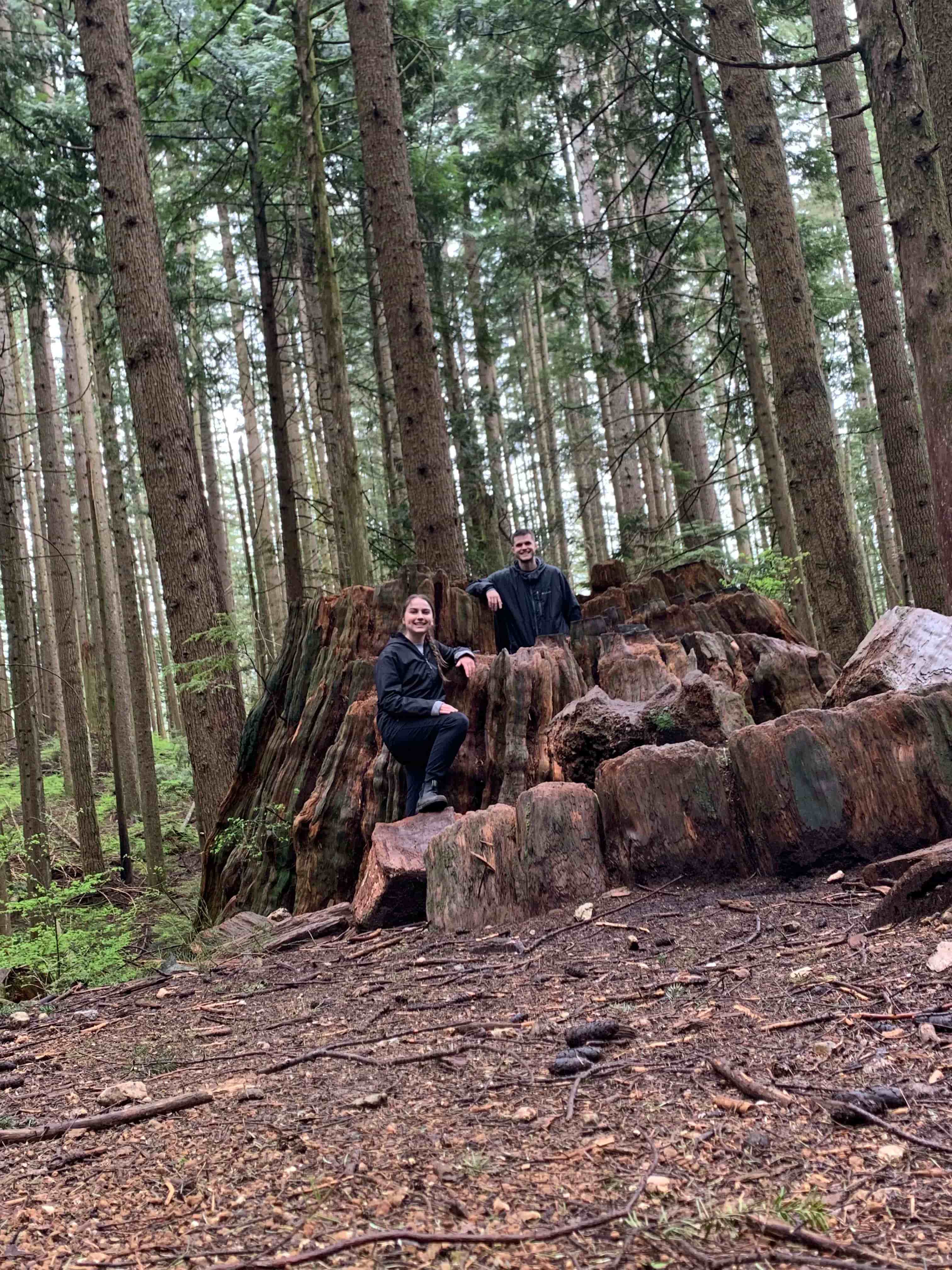 make a house out of this tree?